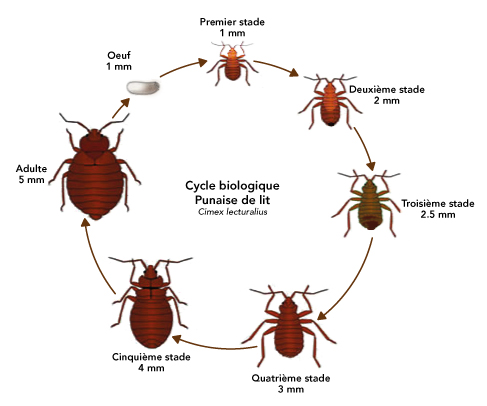 cycle de vie punaise de lit 